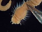Polycirrus californicus